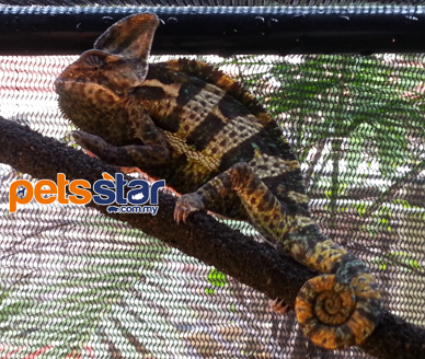 Veiled Chameleon Info Veiled Chameleon Info